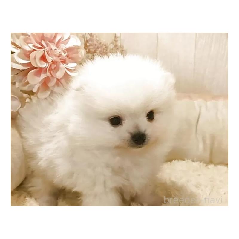 販売中の愛知県のポメラニアン-446962の3枚目