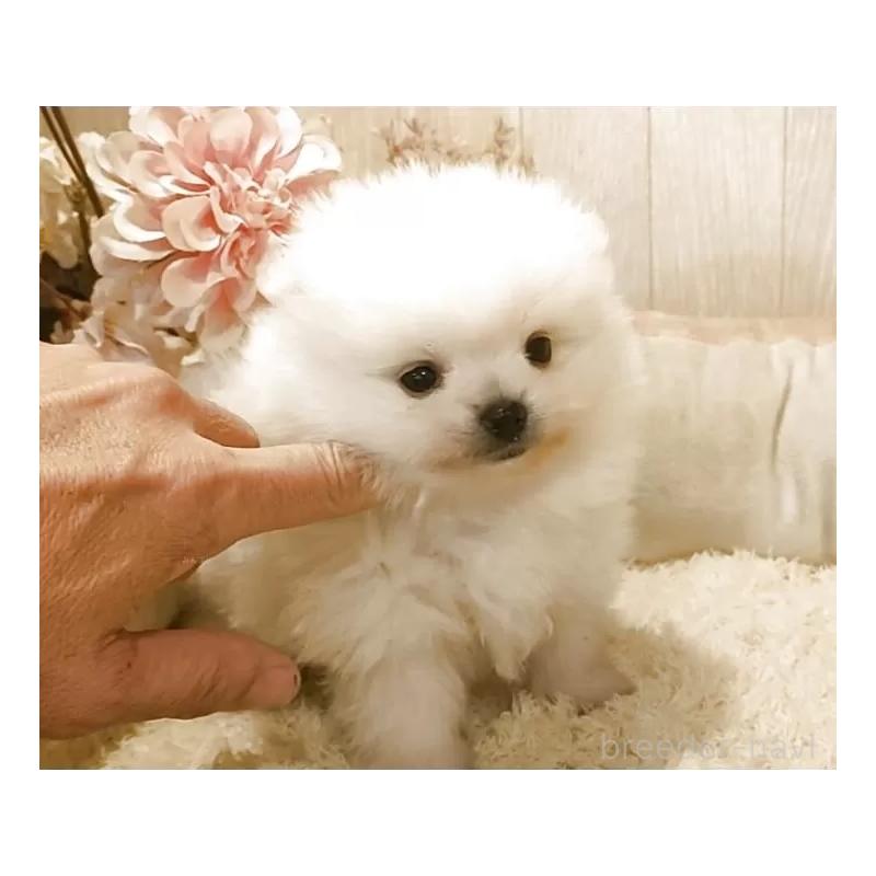 販売中の愛知県のポメラニアン-446962の2枚目