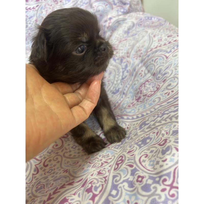 販売中の愛知県のチワワ(ロングコート)-446964の4枚目