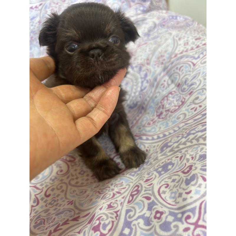 販売中の愛知県のチワワ(ロングコート)-446964の3枚目