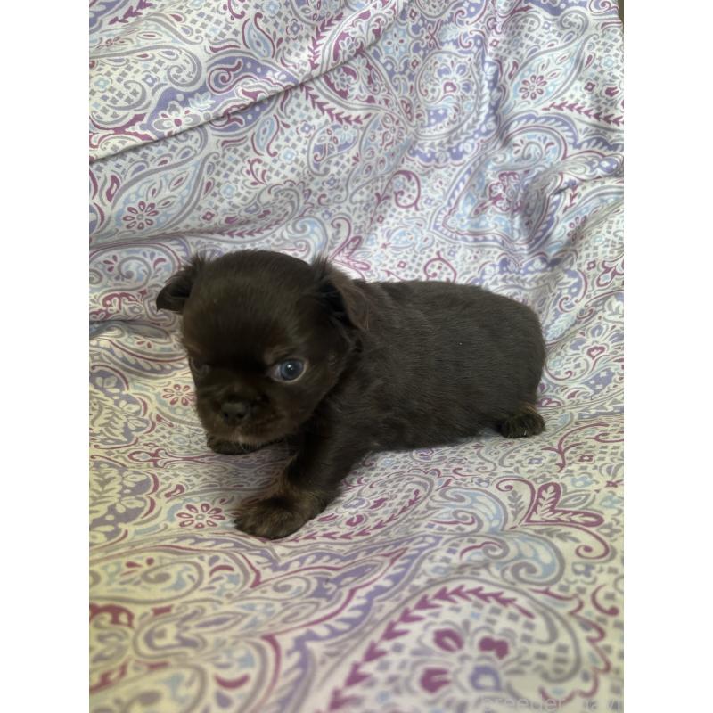 販売中の愛知県のチワワ(ロングコート)-446964の2枚目