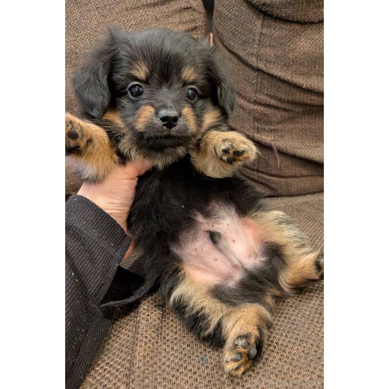 商談中の大阪府のミックス犬-446963の4枚目