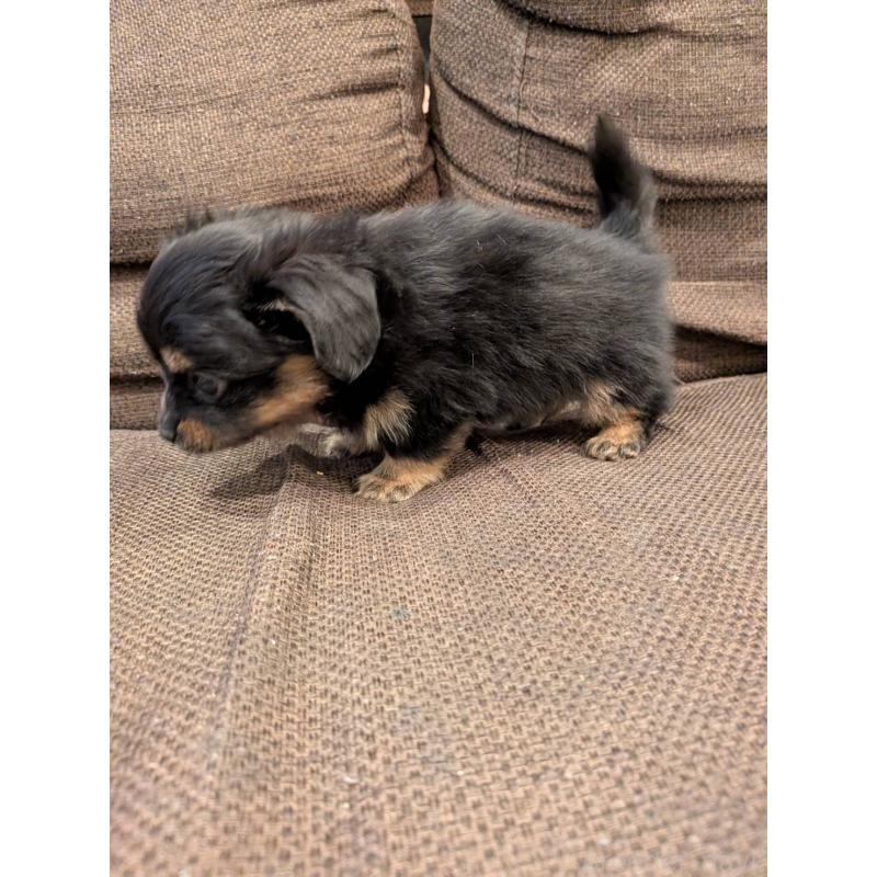 商談中の大阪府のミックス犬-446963の3枚目