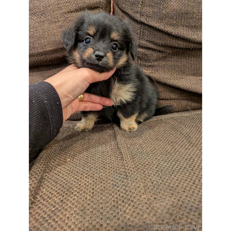 商談中の大阪府のミックス犬-446963の1枚目