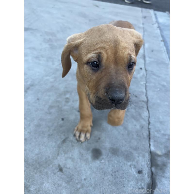 販売中の千葉県の土佐犬-446970の4枚目