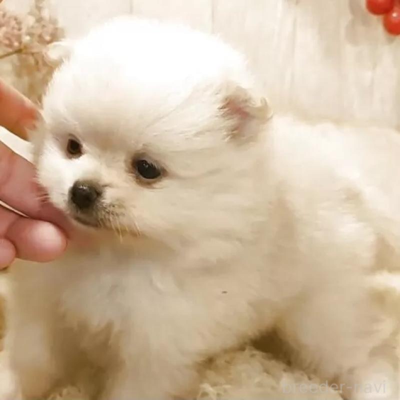 販売中の愛知県のポメラニアン-446966の1枚目