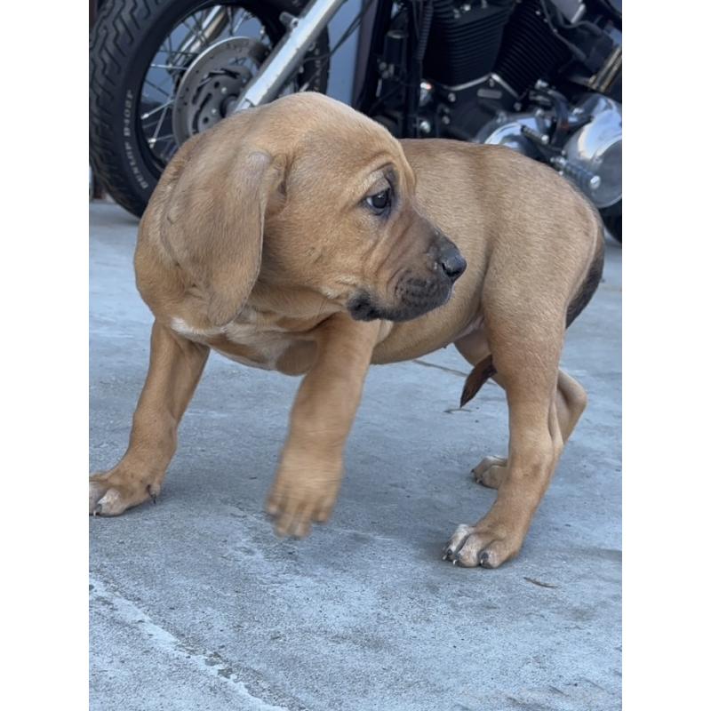 販売中の千葉県の土佐犬-446970の3枚目