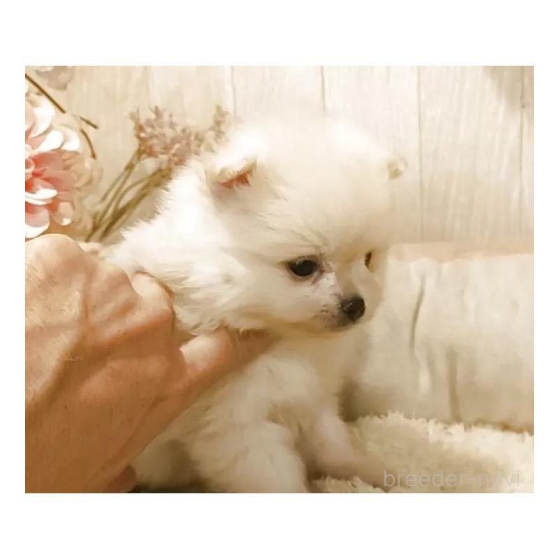 販売中の愛知県のポメラニアン-446966の8枚目