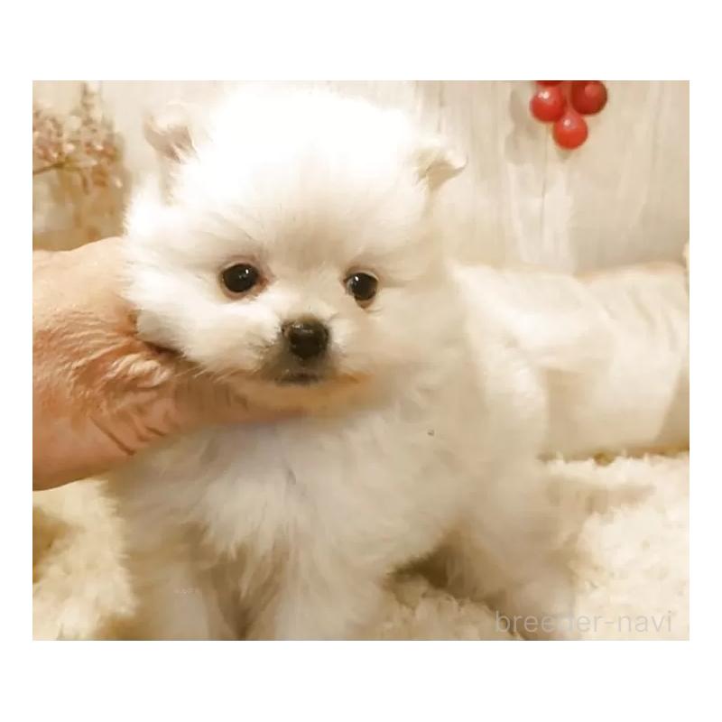 販売中の愛知県のポメラニアン-446966の7枚目