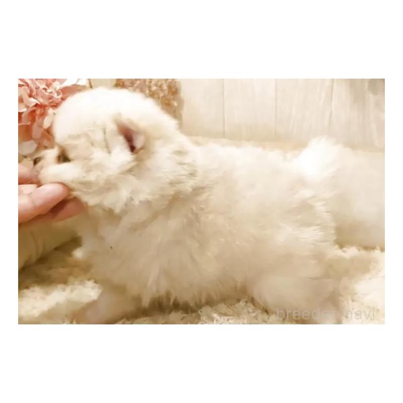 販売中の愛知県のポメラニアン-446966の6枚目