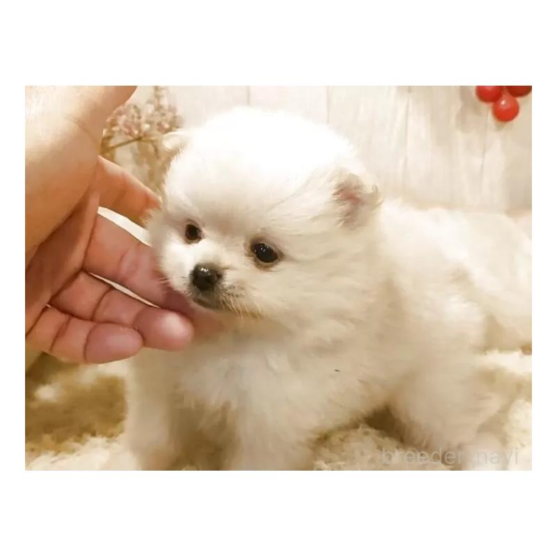 販売中の愛知県のポメラニアン-446966の5枚目