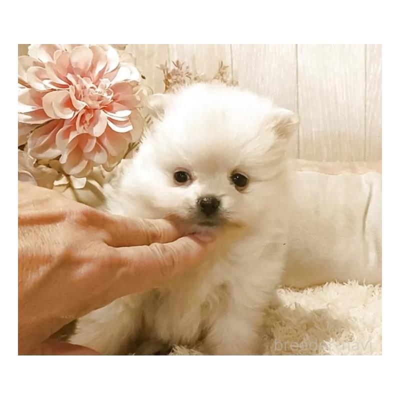 販売中の愛知県のポメラニアン-446966の3枚目