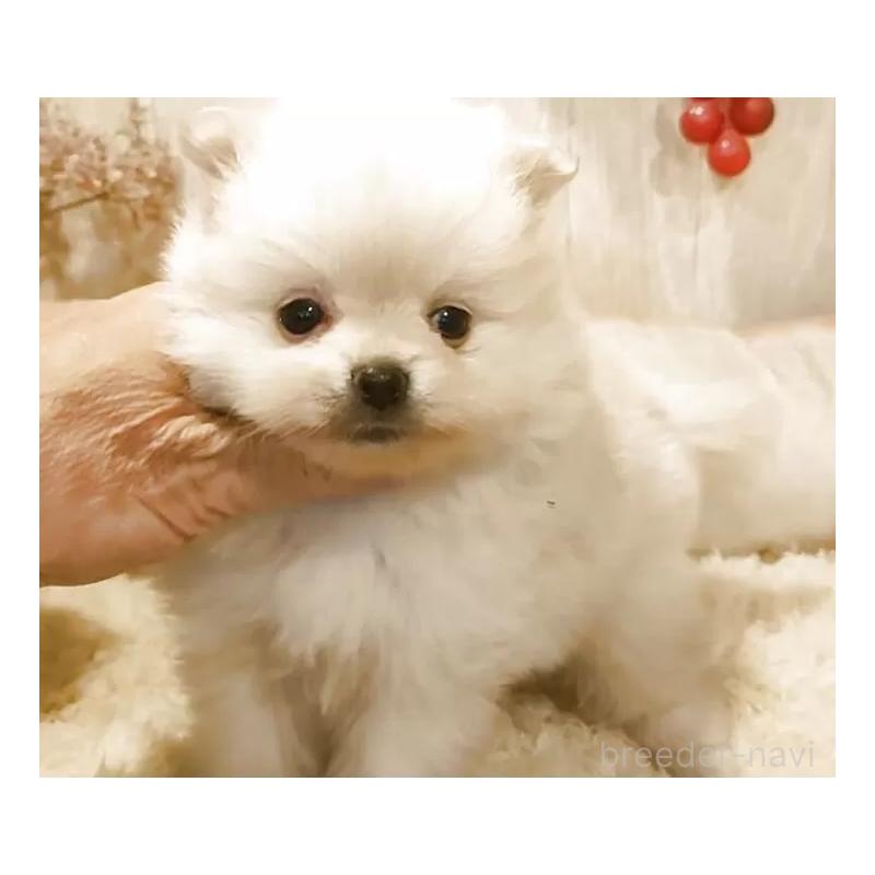 販売中の愛知県のポメラニアン-446966の2枚目