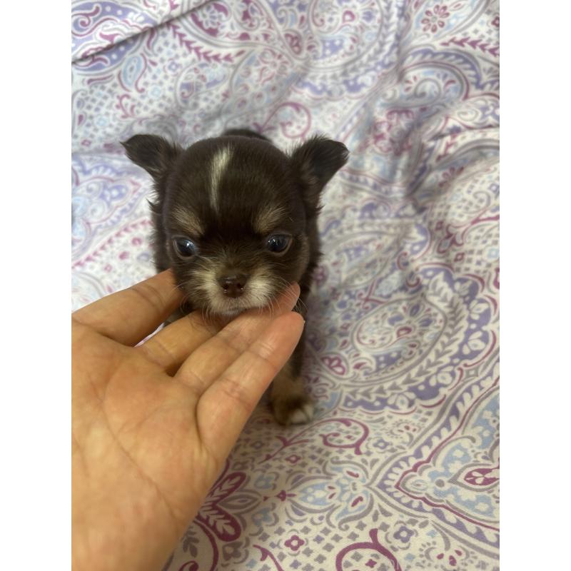 販売中の愛知県のチワワ(ロングコート)-446965の1枚目