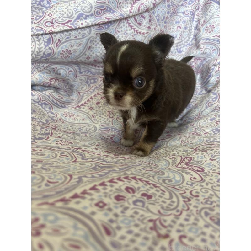 販売中の愛知県のチワワ(ロングコート)-446965の6枚目