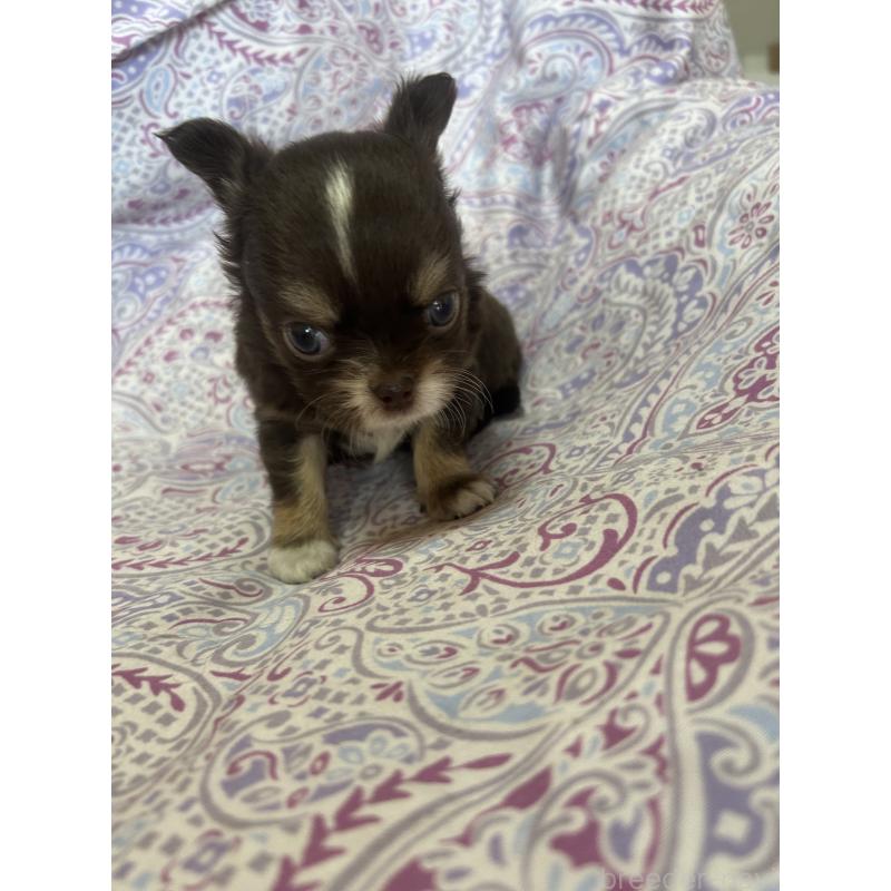 販売中の愛知県のチワワ(ロングコート)-446965の5枚目