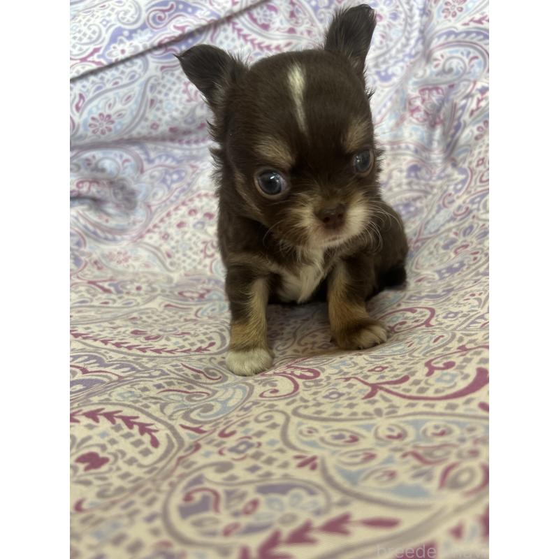 販売中の愛知県のチワワ(ロングコート)-446965の4枚目