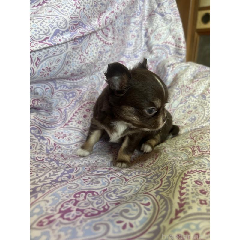 販売中の愛知県のチワワ(ロングコート)-446965の3枚目