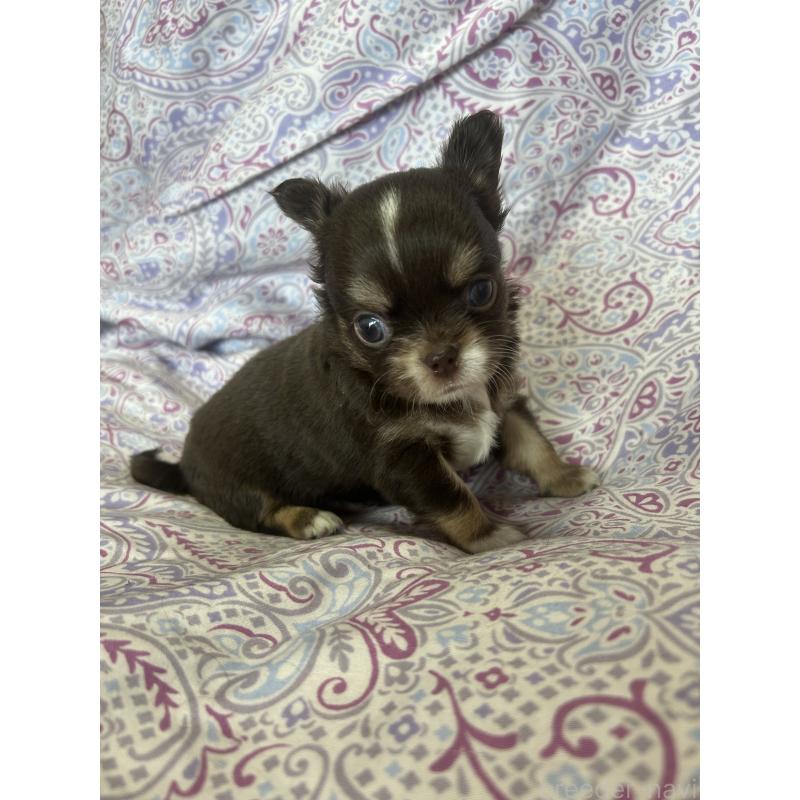 販売中の愛知県のチワワ(ロングコート)-446965の2枚目