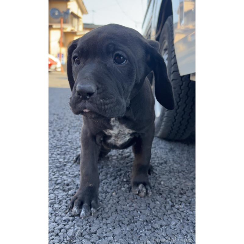 販売中の千葉県の土佐犬-446974の5枚目