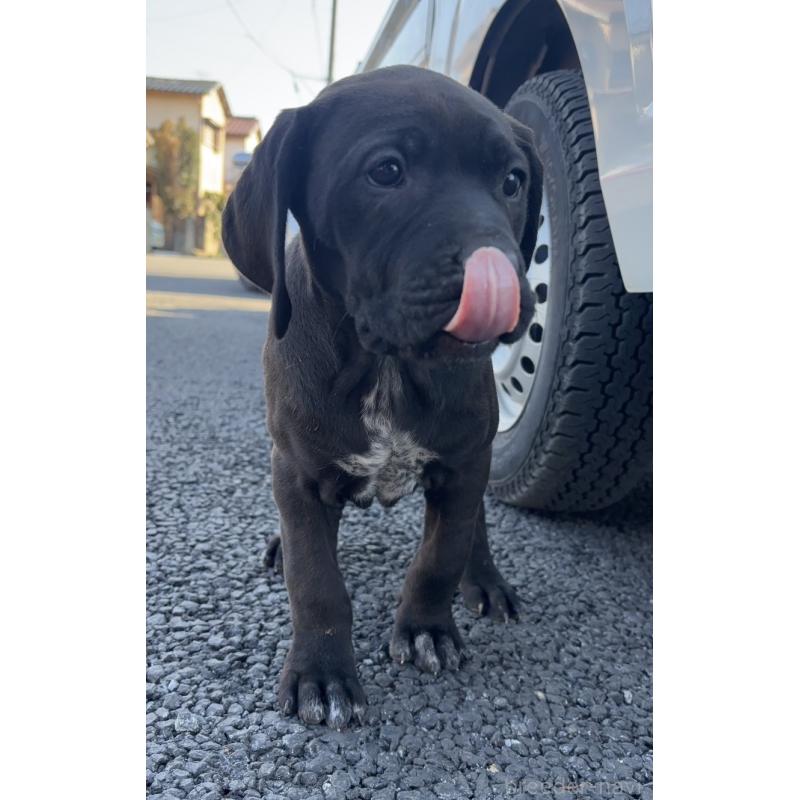 販売中の千葉県の土佐犬-446974の4枚目