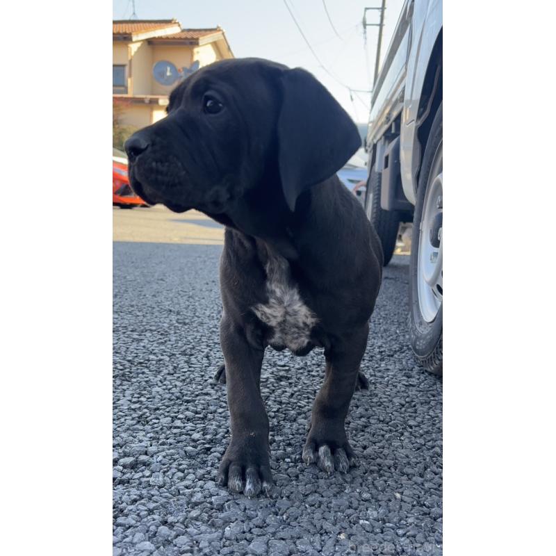 販売中の千葉県の土佐犬-446974の3枚目