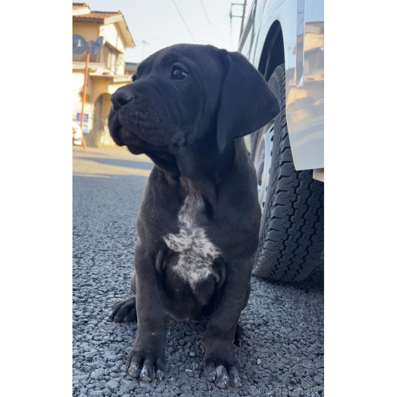 販売中の千葉県の土佐犬-446974の2枚目