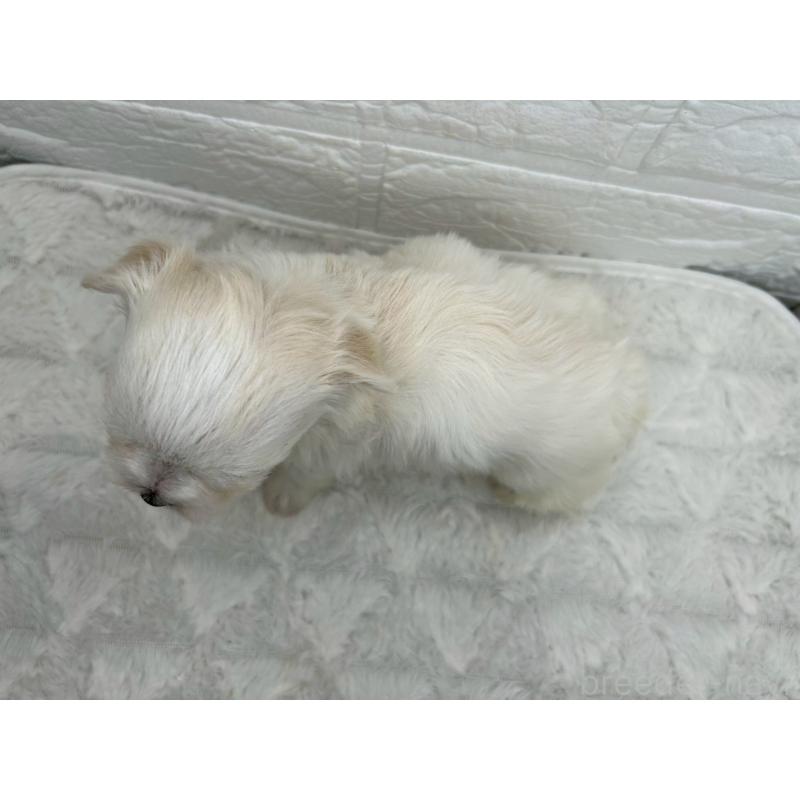 販売中の茨城県のチワマル:チワワ×マルチーズ-446969の13枚目