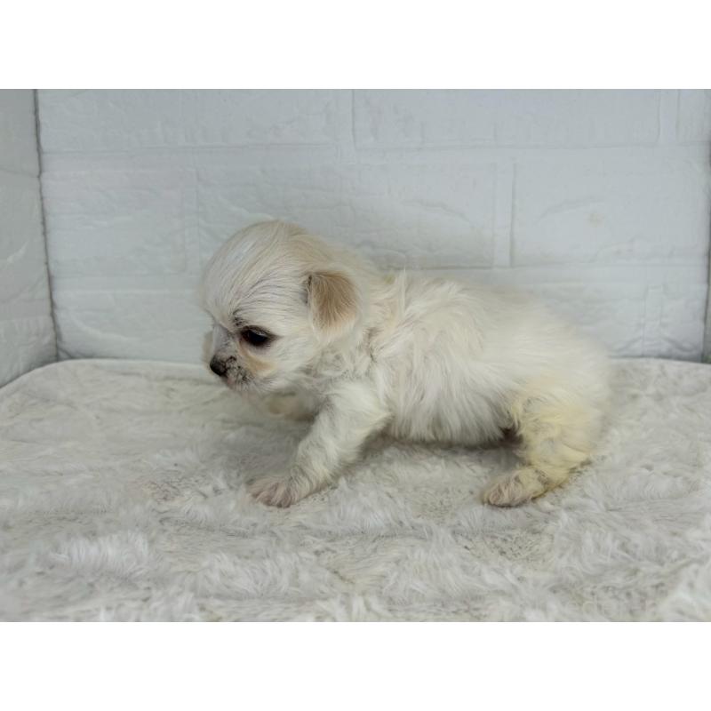 販売中の茨城県のチワマル:チワワ×マルチーズ-446969の12枚目