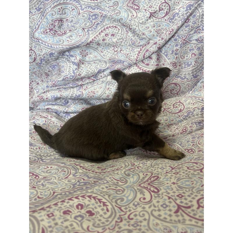 販売中の愛知県のチワワ(ロングコート)-446967