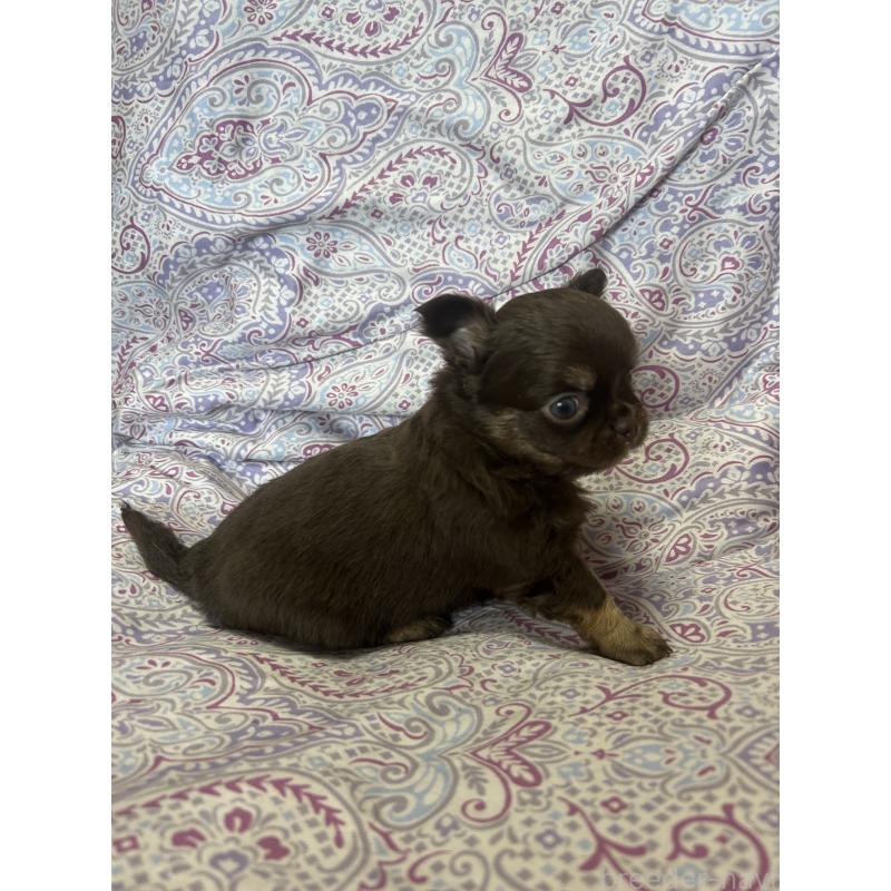 販売中の愛知県のチワワ(ロングコート)-446967の3枚目