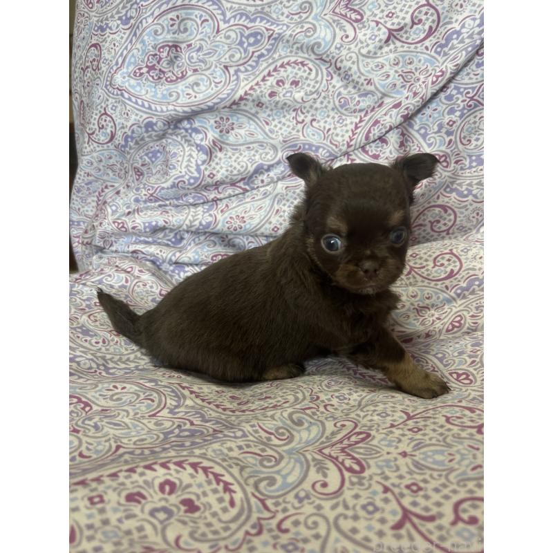 販売中の愛知県のチワワ(ロングコート)-446967の2枚目