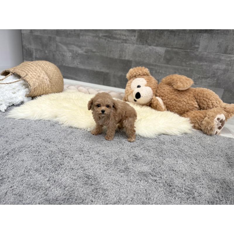 販売中の滋賀県のティーカッププードル-446831の7枚目