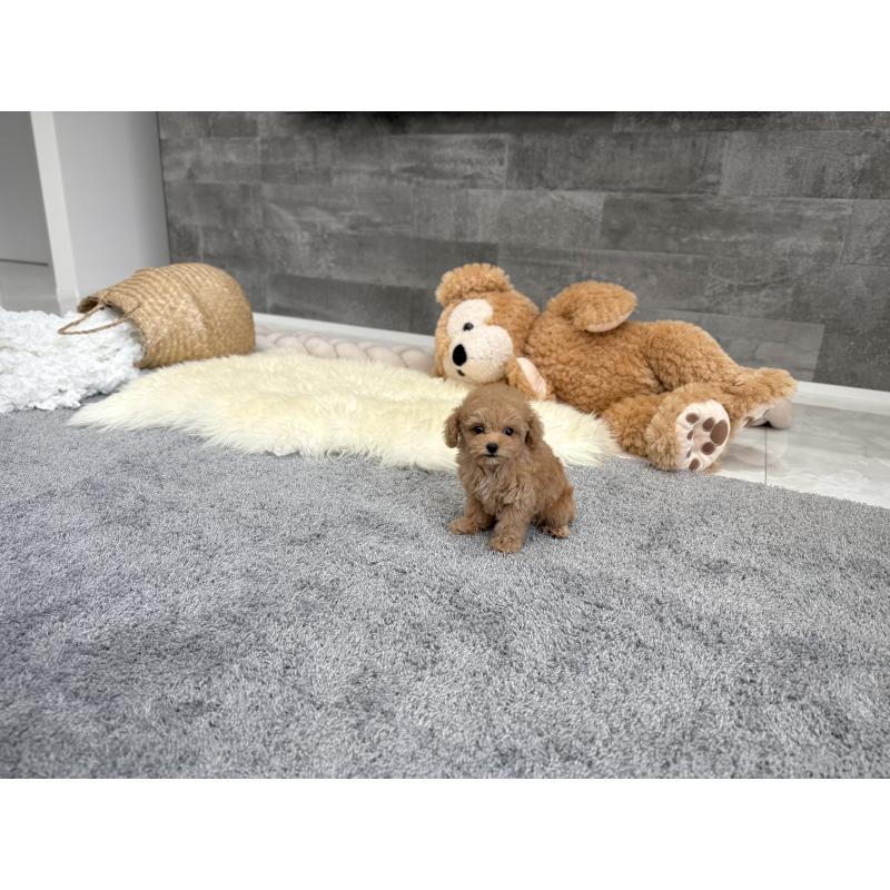 販売中の滋賀県のティーカッププードル-446831の6枚目