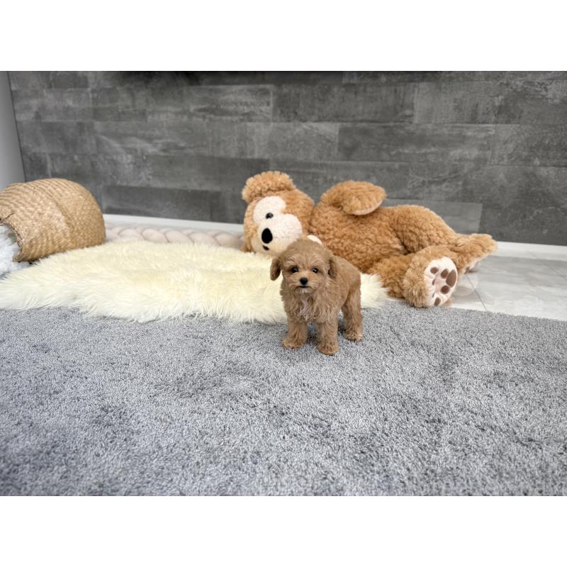 販売中の滋賀県のティーカッププードル-446831の5枚目