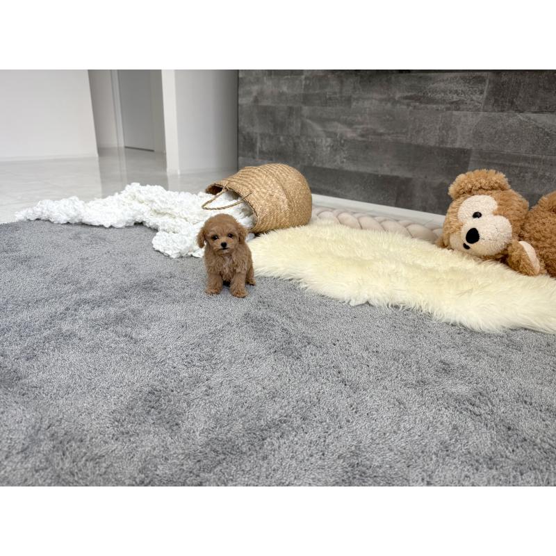 販売中の滋賀県のティーカッププードル-446831の4枚目