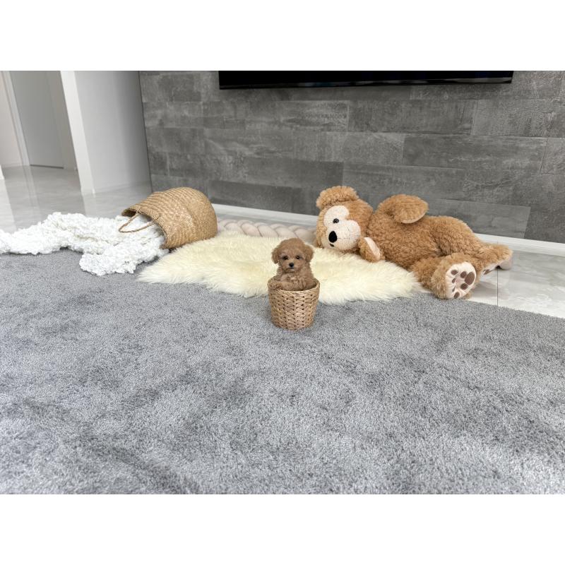 販売中の滋賀県のティーカッププードル-446831の3枚目