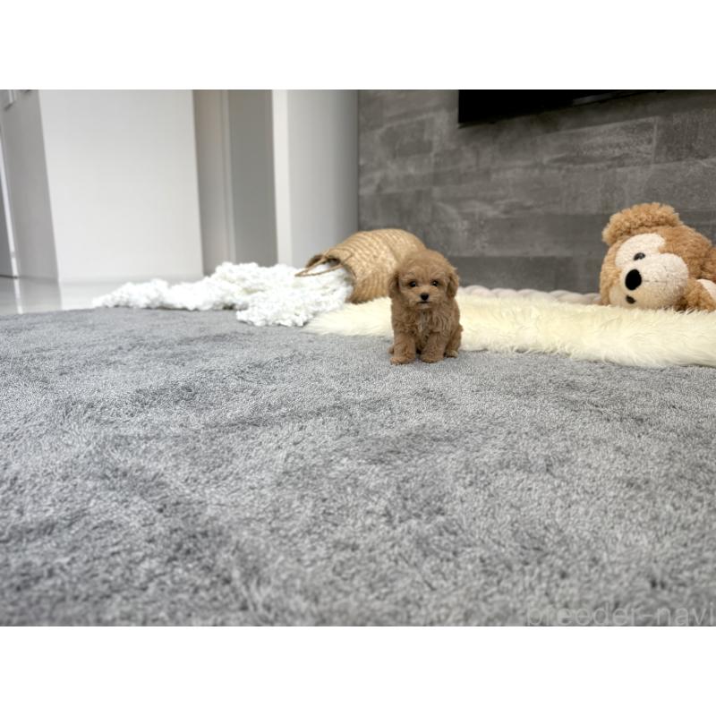 販売中の滋賀県のティーカッププードル-446831の2枚目