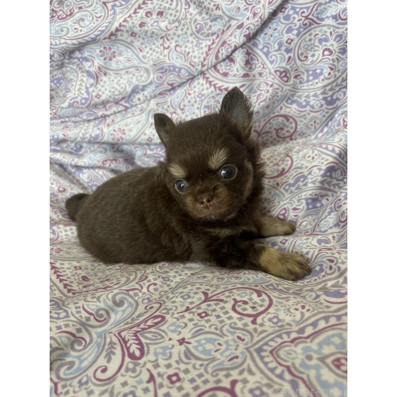 販売中の愛知県のチワワ(ロングコート)-446968の5枚目