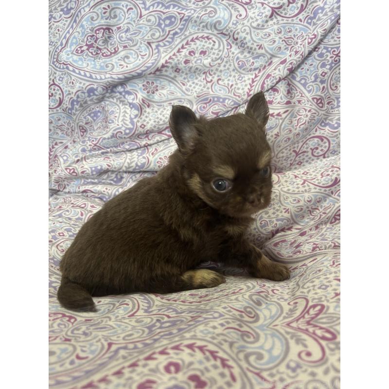 販売中の愛知県のチワワ(ロングコート)-446968の3枚目