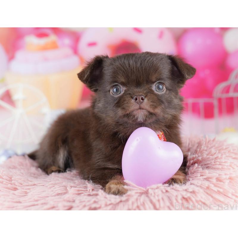 販売中の神奈川県のチワワ(ロングコート)-446971の13枚目