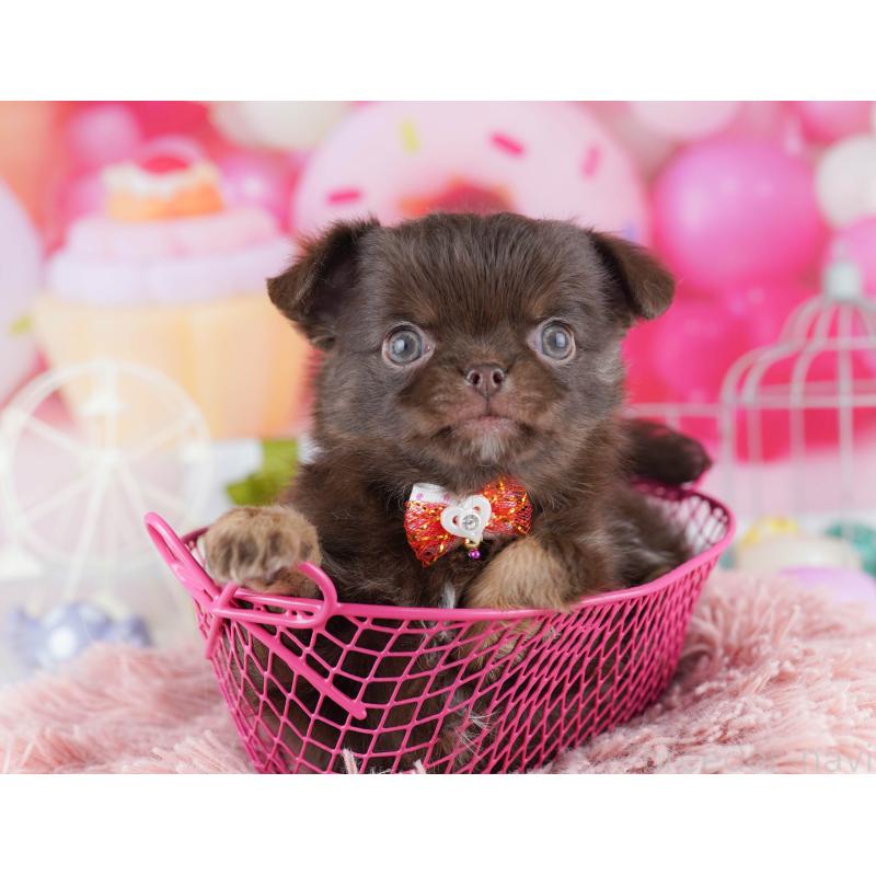 販売中の神奈川県のチワワ(ロングコート)-446971の12枚目