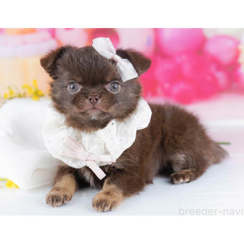 販売中の神奈川県のチワワ(ロングコート)-446971の11枚目