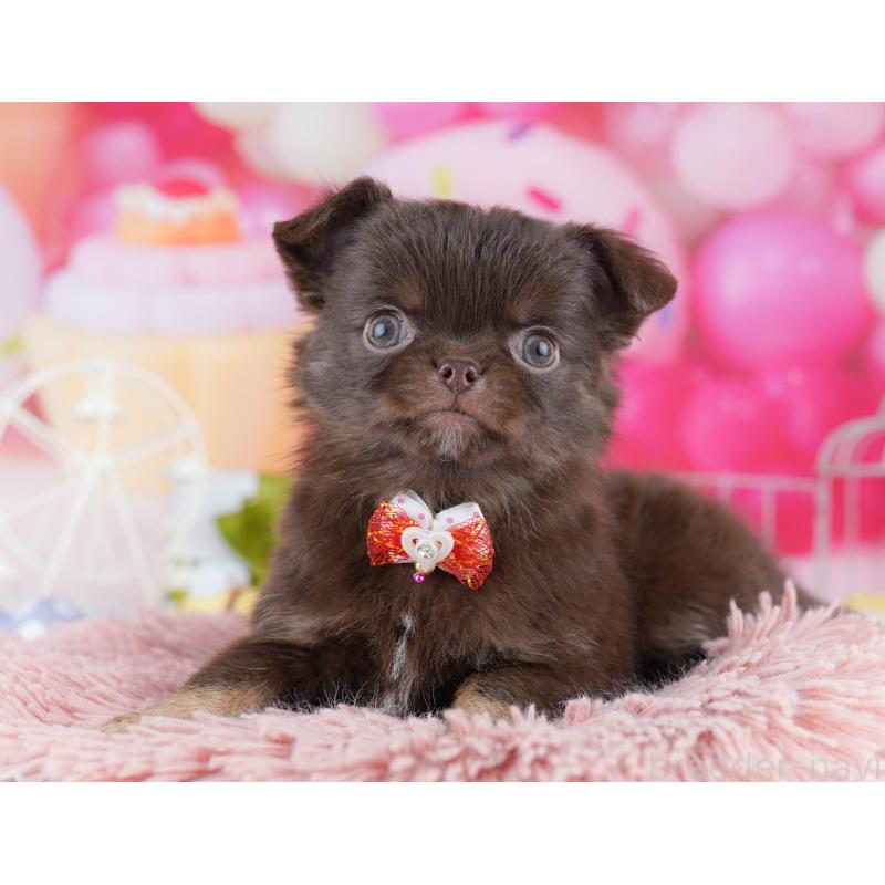 販売中の神奈川県のチワワ(ロングコート)-446971の9枚目