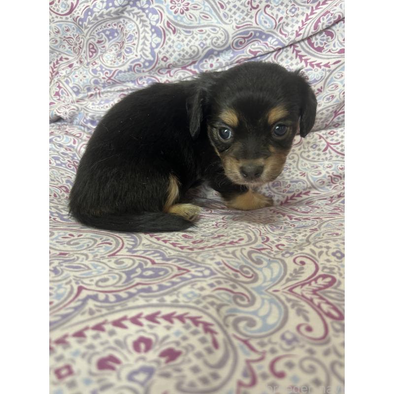 販売中の愛知県のチワックス:チワワ×ミニチュアダックスフンド-446972