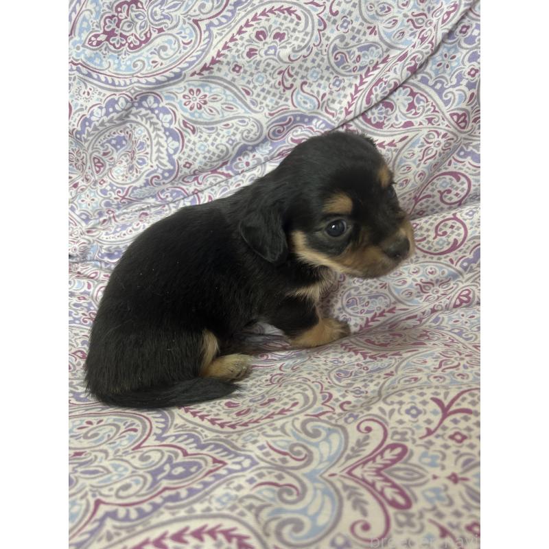 販売中の愛知県のチワックス:チワワ×ミニチュアダックスフンド-446972の3枚目