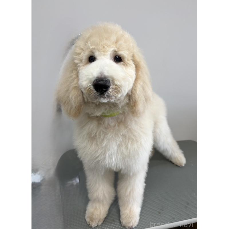 販売中の群馬県のスタンダードプードル-427486の2枚目