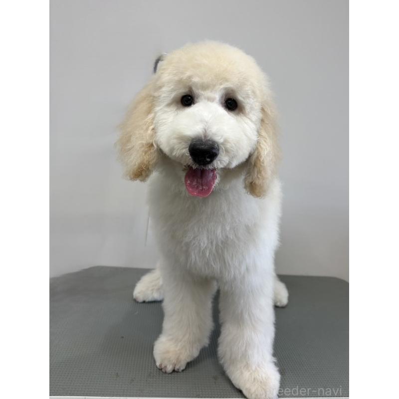 販売中の群馬県のスタンダードプードル-427484の2枚目