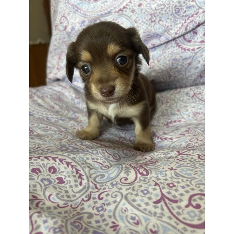 販売中の愛知県のチワックス:チワワ×ミニチュアダックスフンド-446973