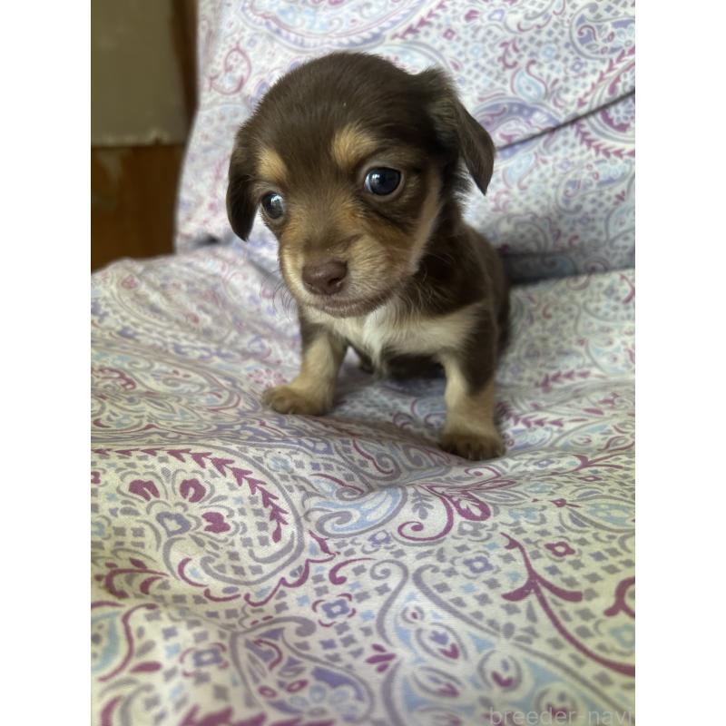 販売中の愛知県のチワックス:チワワ×ミニチュアダックスフンド-446973の7枚目